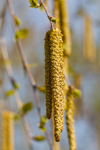 桦木芽