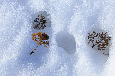 纹理的冰和雪