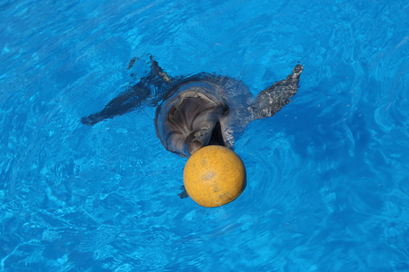 海豚和球