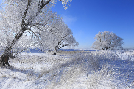 白霜的树木