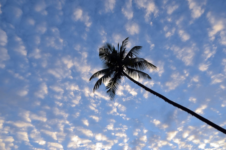 棕榈树在海边日落蓝色阴天