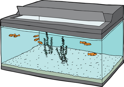 金鱼在开放水族馆