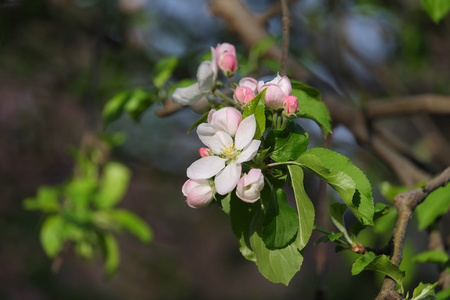 苹果花