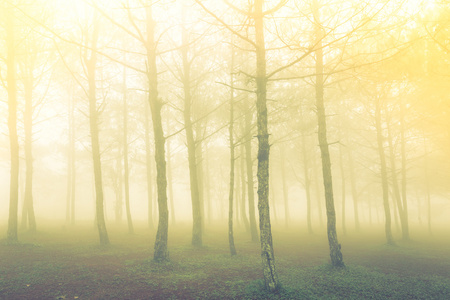 林树在大雾天 筛选图像处理文塔