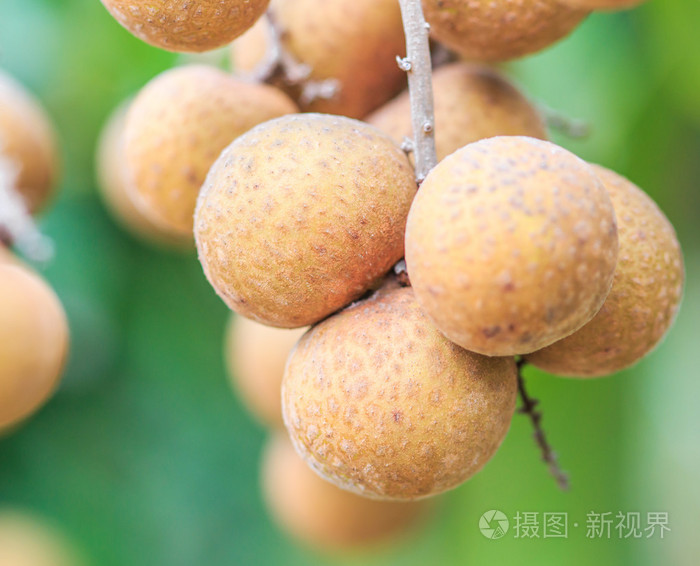 在清迈的水果龙眼