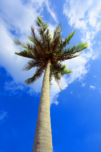 棕榈树与阳光灿烂的日子