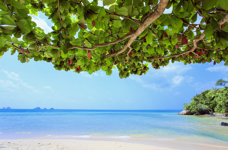 海滩上的热带树木，岛屿