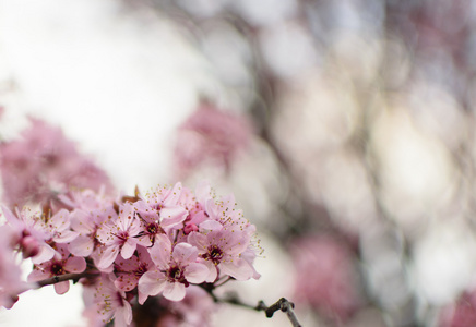 春天风景名胜树枝与粉红梅花