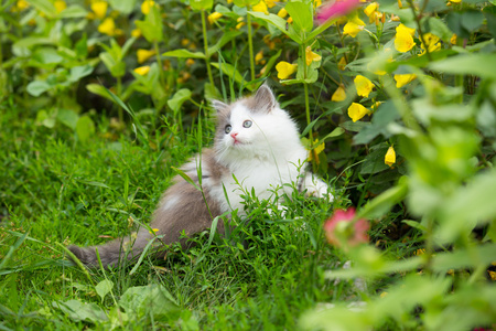 灰色 白色和蓝色的眼睛，在草地上的小猫