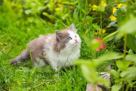 灰色 白色小猫生气，长着蓝色的眼睛和嘴巴和夏普