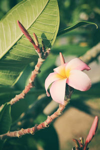 白色素馨花花树上