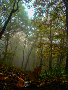 美丽的森林，在雾中