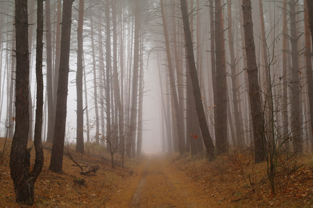 秋天的树林，在清晨的薄雾中