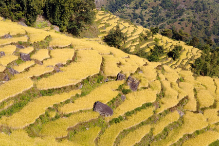 金黄色的稻田在尼泊尔