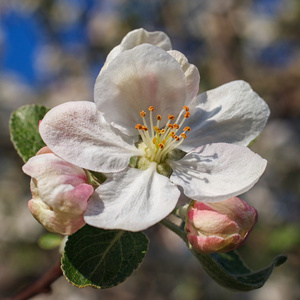 blomma p vren在春天开花