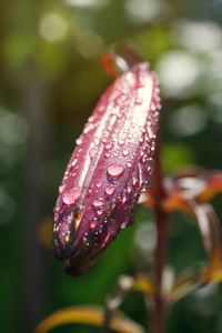 芽花