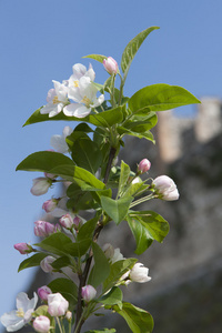 白花树上