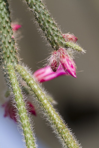 花园里的肉质植物