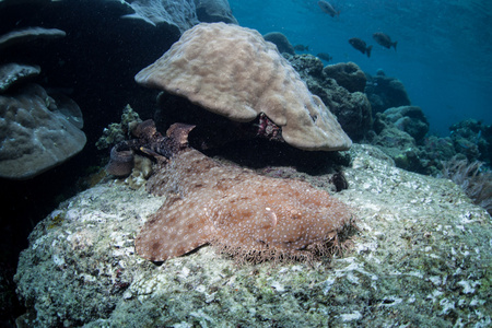 带着流苏只斑纹须躺在一片珊瑚礁