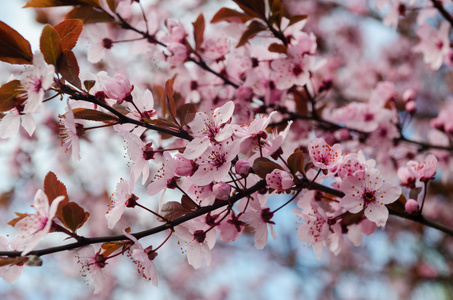 美丽日本樱花樱花