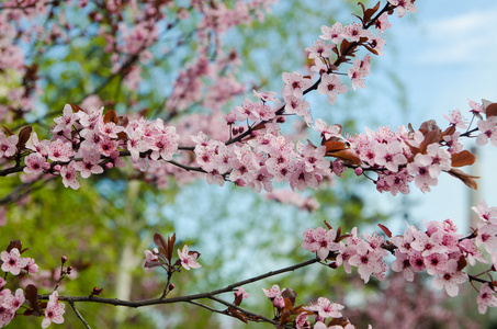 美丽日本樱花樱花