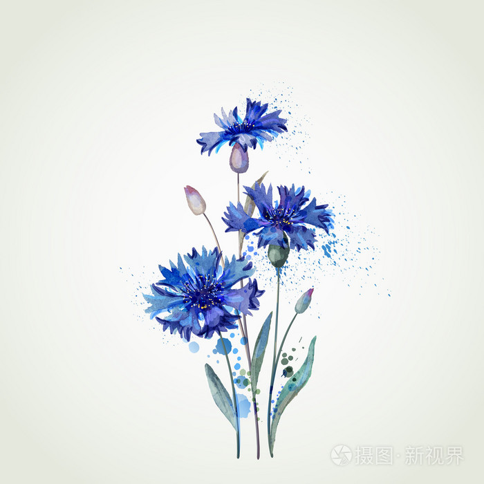 水彩的矢车菊图