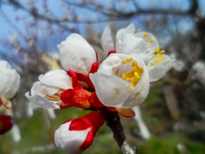 在春天的时候上的白花。果树