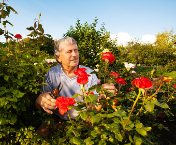 男子照顾在花园里的玫瑰