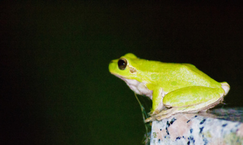 绿色的青蛙，坐在花冈石桌上