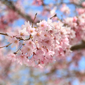 樱花日本樱花