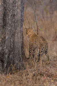 孤独的豹标志着他在树上让别人的领土