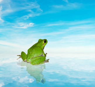 在一片蓝天下的水的青蛙