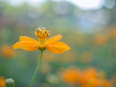 美丽的黄波斯菊花