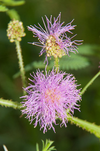 Flowerhead 的含羞草匍匐年生或多年生其快速植物运动而闻名