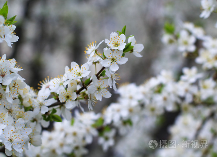 樱桃树开花