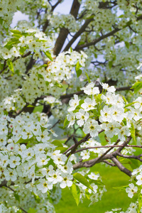 观赏梨树开花