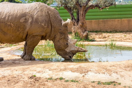 阿提卡动物园的饮用水犀牛