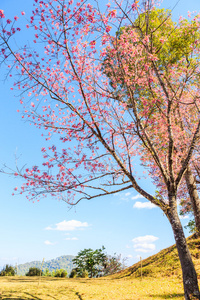 野生的喜马拉雅山樱桃树开花