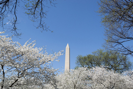 由华盛顿纪念碑的樱桃 blosoms
