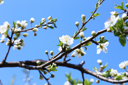 白杏树树枝上的花朵
