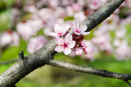 樱花