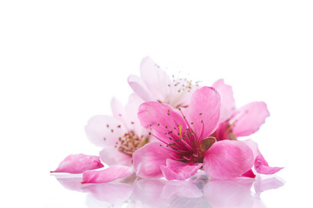 桃树粉色花朵