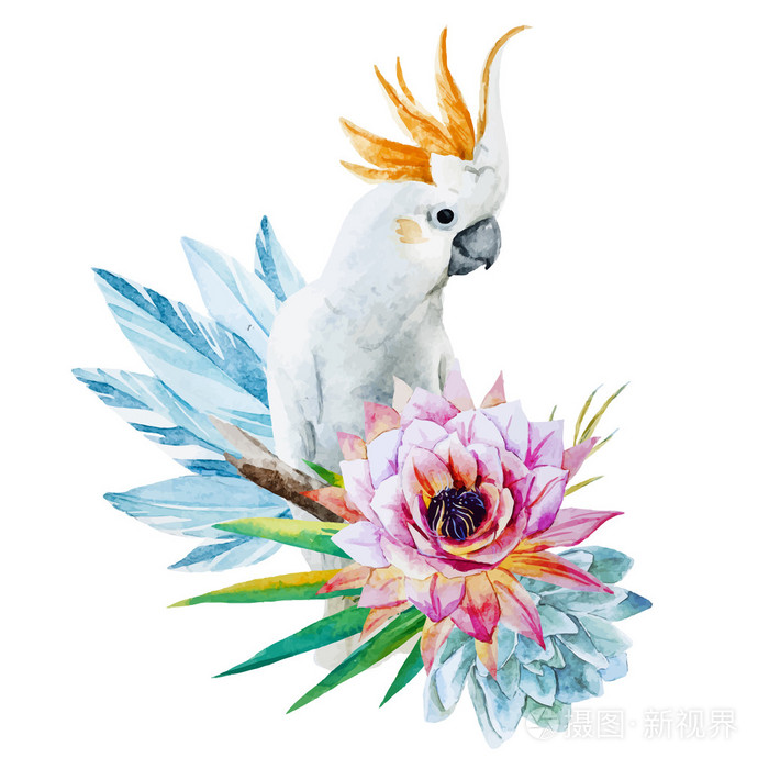 水彩鹦鹉花