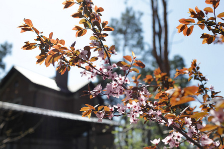 绽放的樱花树花房子附近图片
