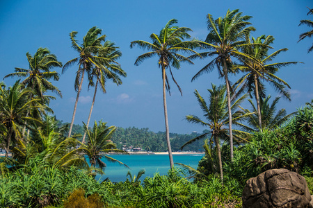 美丽的风景与棕榈树，斯里兰卡