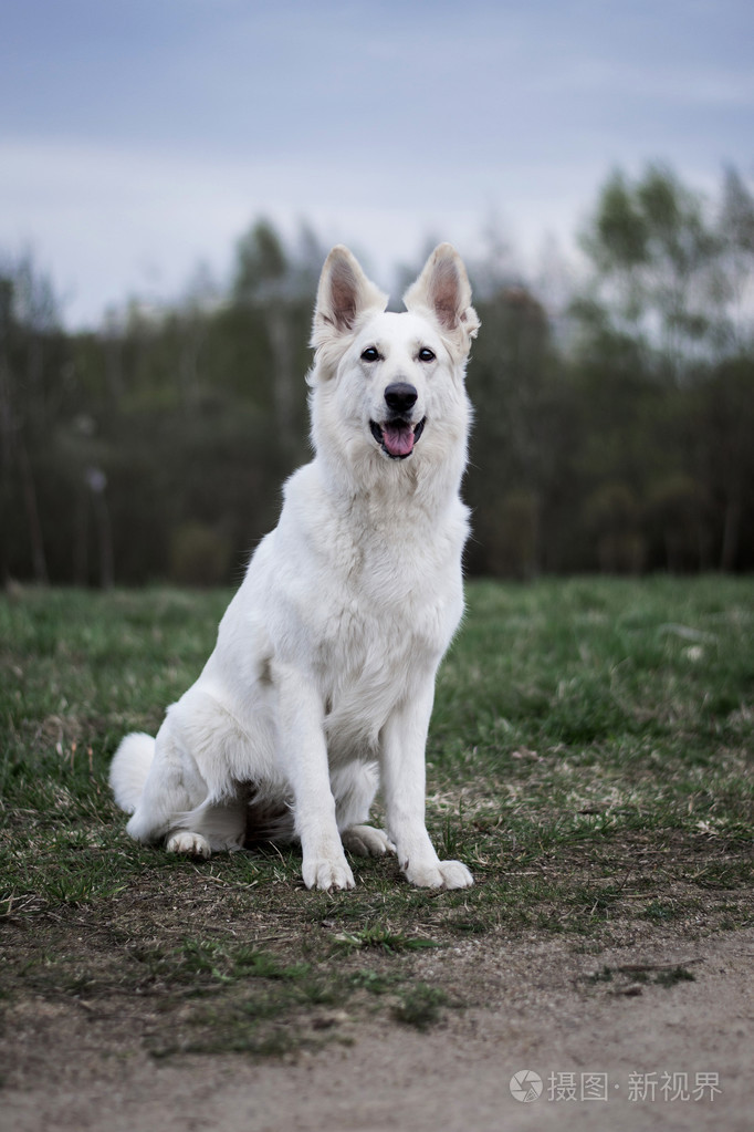 白色瑞士牧羊犬