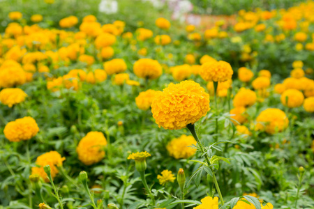 关闭了黄色万寿菊花卉在园