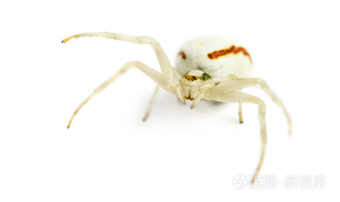 黄金蟹蜘蛛,在白色背景前的 misumena vatia
