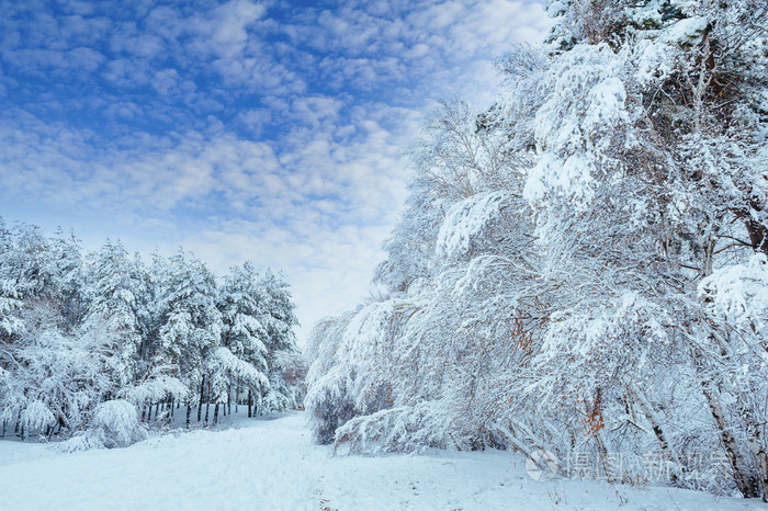 美丽的冬天景观与雪覆盖树木.树木覆盖着霜和雪.
