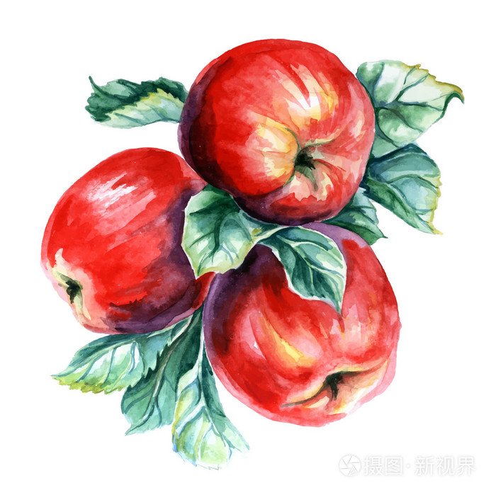 苹果的水彩画作品